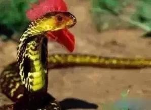 梦见三条眼镜蛇，探索梦境背后的深层含义