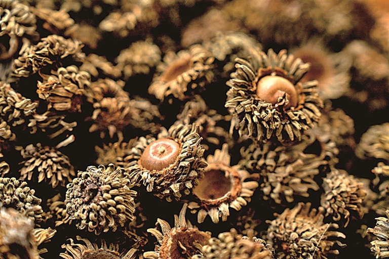 从玄皂到元青——黑的色彩文化史