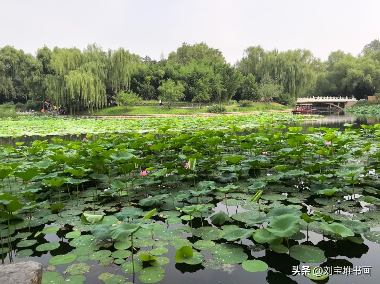 学习画荷花不用那么刻苦 学习画荷花不用那么刻苦